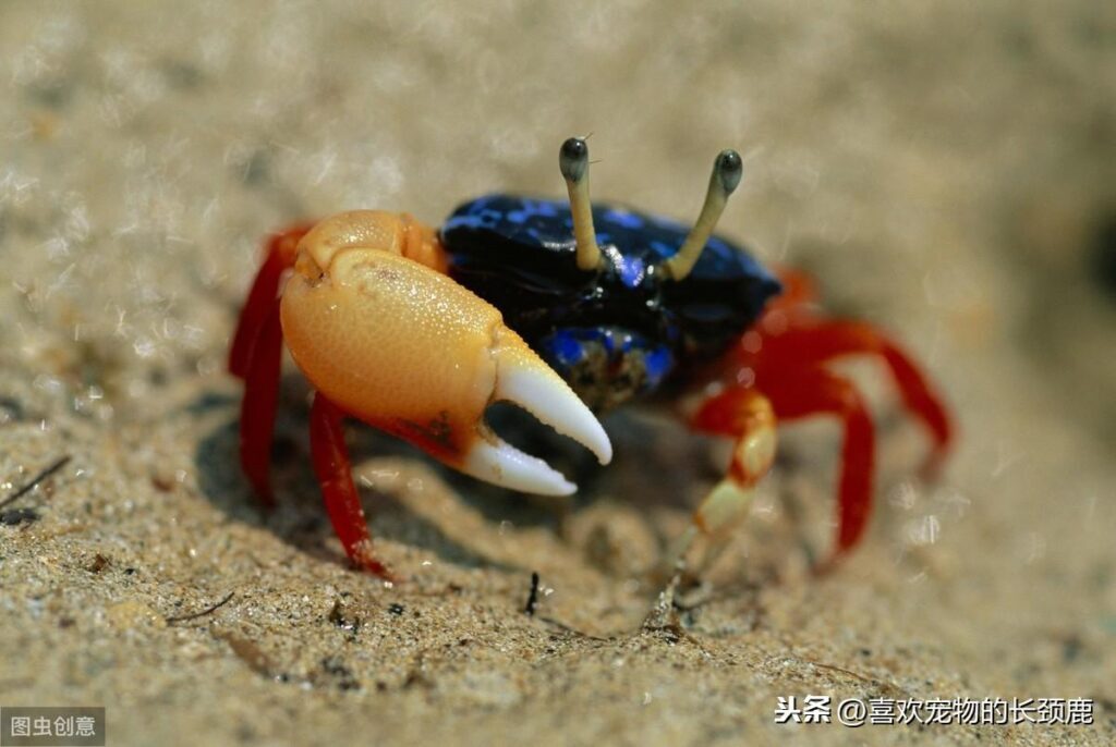 巨招潮蟹可以吃吗？招潮蟹可以长多大？