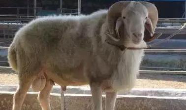 肉羊养殖场一年可以挣多少钱？肉羊规模养殖场标准