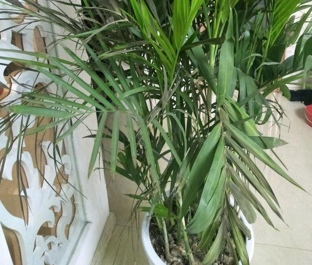 夏威夷花怎么养？夏威夷花好养吗？