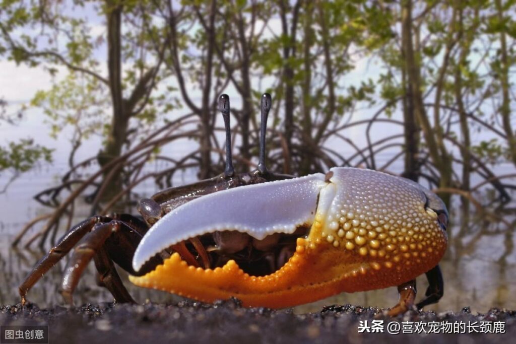 巨招潮蟹可以吃吗？招潮蟹可以长多大？