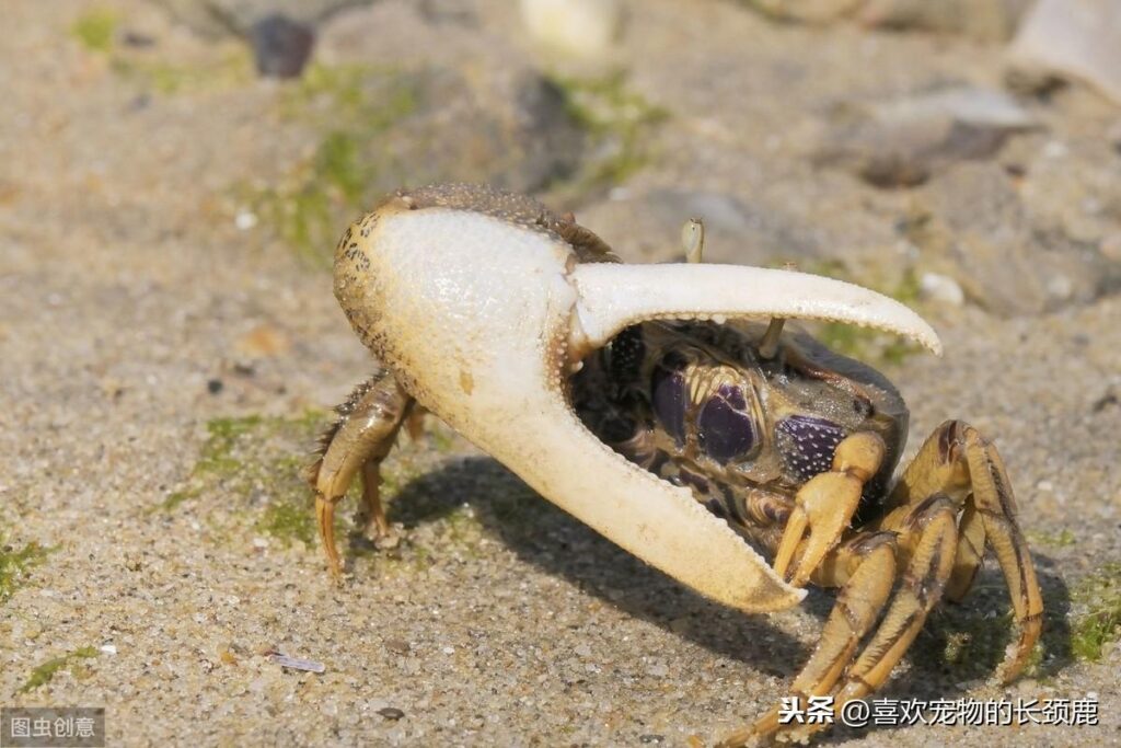 巨招潮蟹可以吃吗？招潮蟹可以长多大？