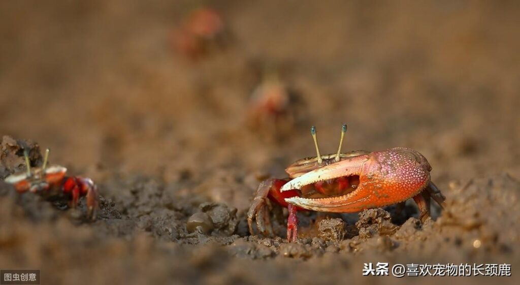 巨招潮蟹可以吃吗？招潮蟹可以长多大？