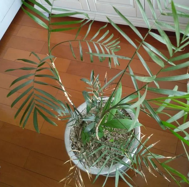 夏威夷花怎么养？夏威夷花好养吗？
