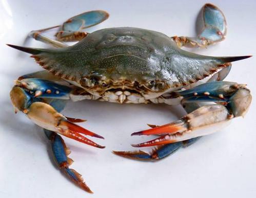 海蟹怎么吃是正确的？海蟹死了能不能吃了？