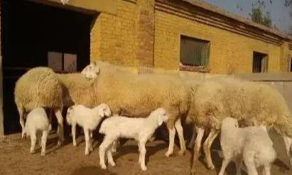 肉羊养殖场一年可以挣多少钱？肉羊规模养殖场标准