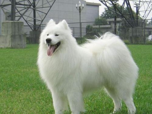 狐狸狗多少钱？狐狸狗是什么品种？
