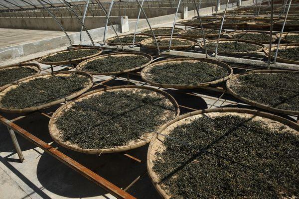 普洱茶产地哪个地方？普洱茶是什么茶种？