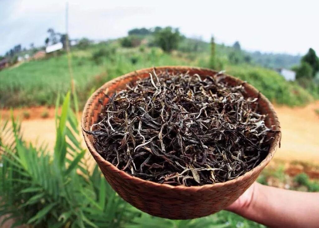 普洱茶产地哪个地方？普洱茶是什么茶种？