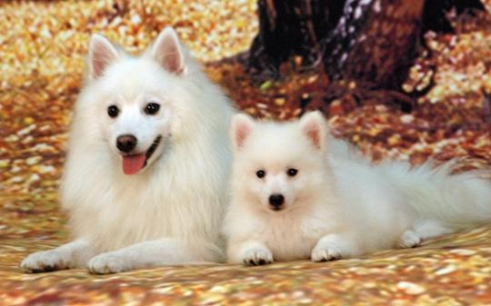 狐狸狗多少钱？狐狸狗是什么品种？