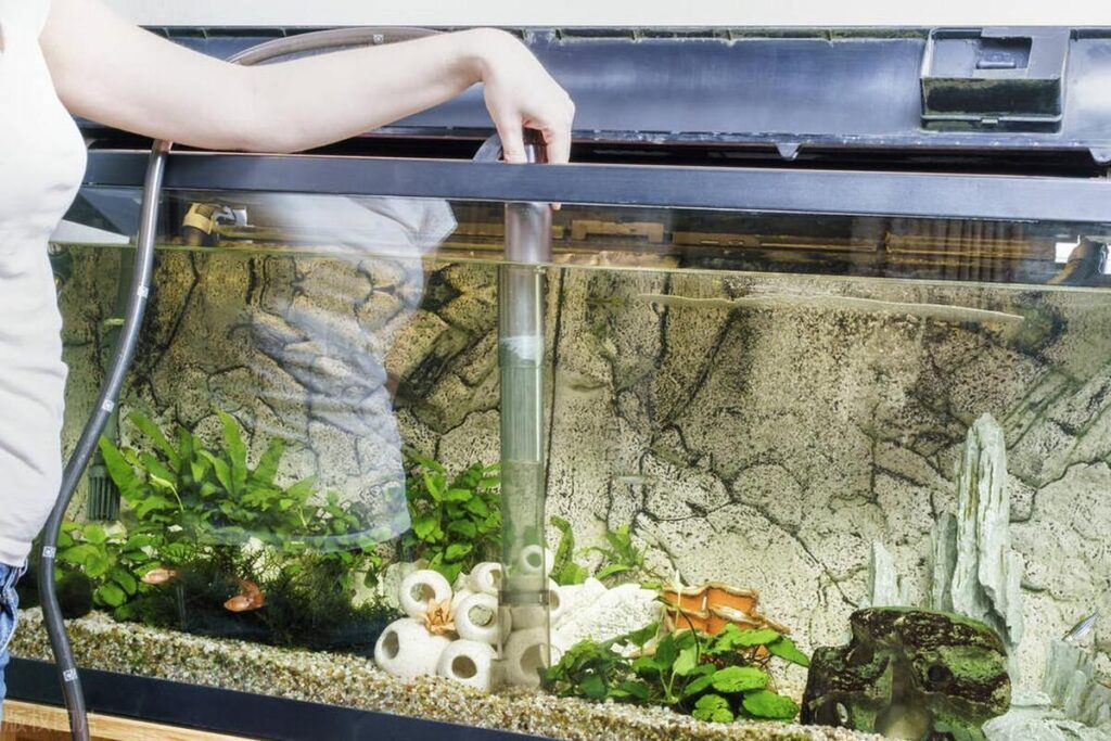 养宠物鱼需要注意什么？养宠物鱼的基本常识