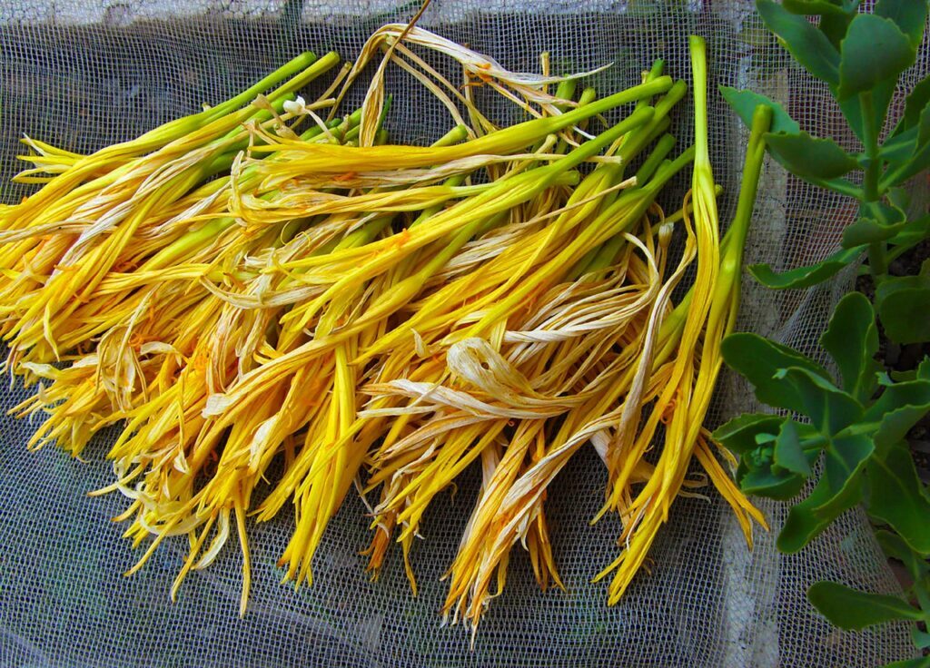 忘忧草是什么植物？忘忧草又叫什么花？
