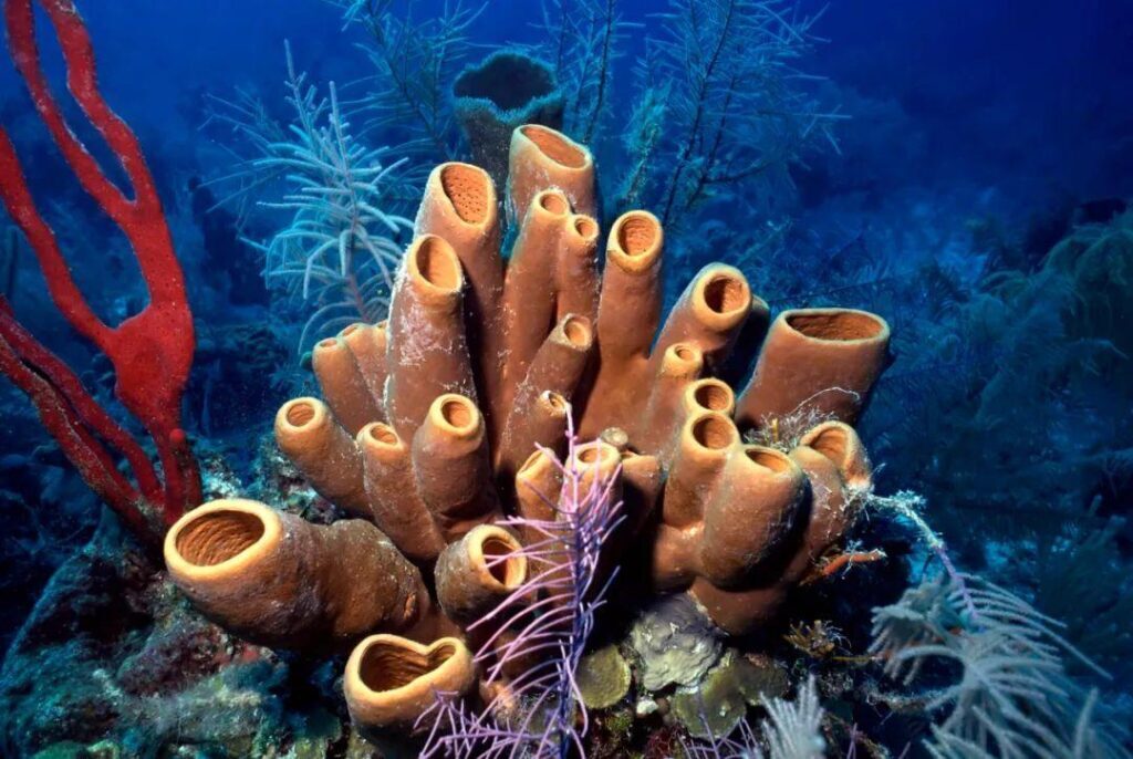 海洋里的海绵是动物吗？海洋里的海绵是什么样子的？