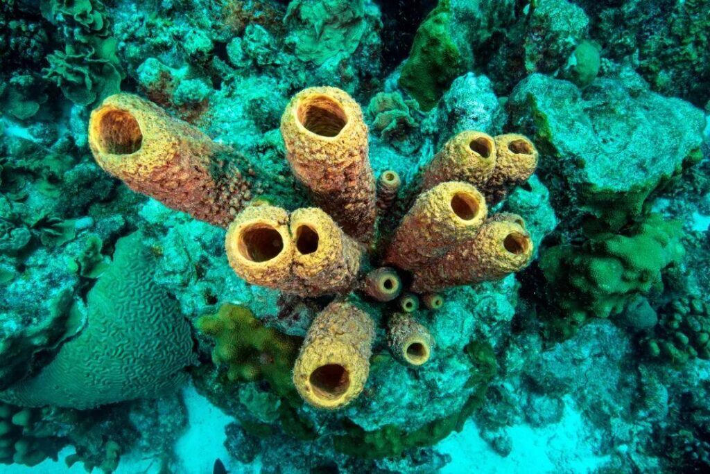 海洋里的海绵是动物吗？海洋里的海绵是什么样子的？