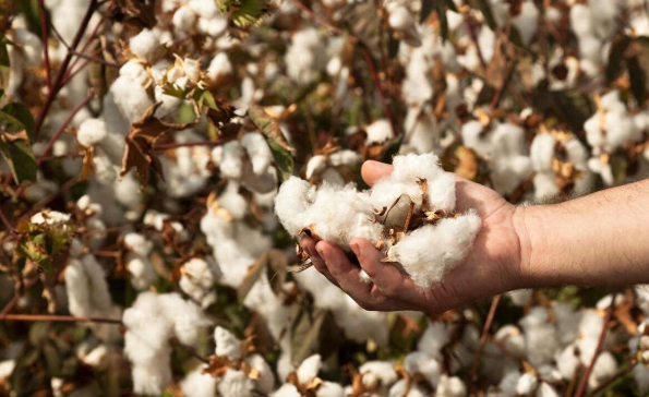 种棉花一年能挣多少钱？种棉花的成本和利润