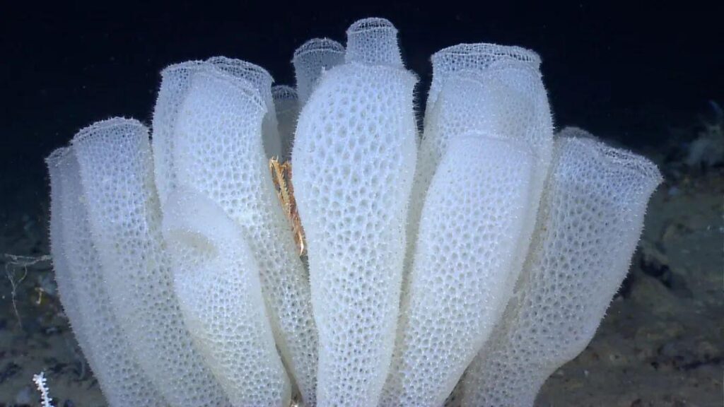 海洋里的海绵是动物吗？海洋里的海绵是什么样子的？