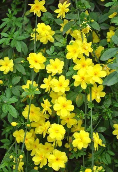 迎春花是什么季节开的？迎春花是什么颜色？