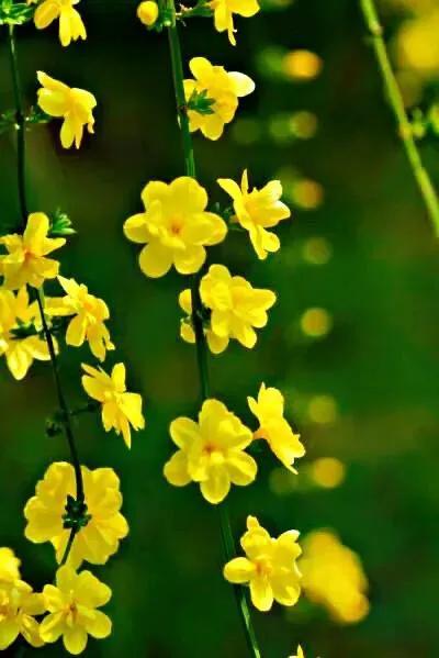 迎春花是什么季节开的？迎春花是什么颜色？