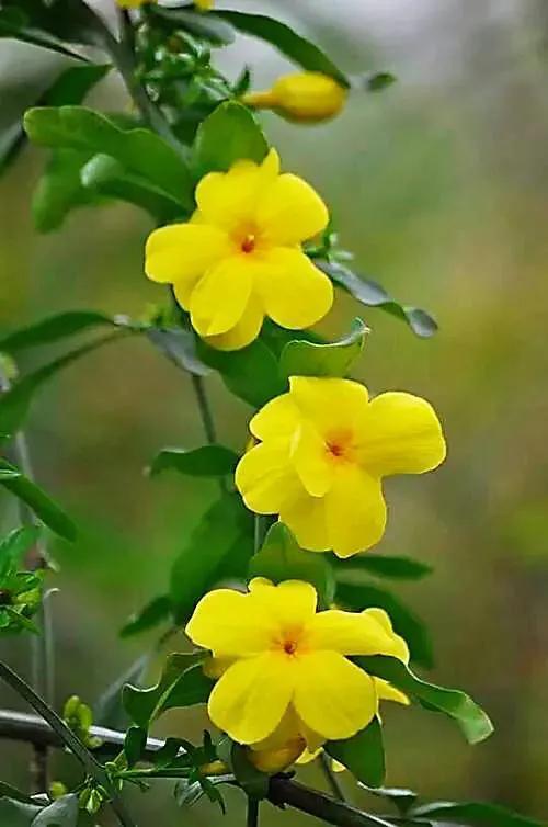 迎春花是什么季节开的？迎春花是什么颜色？