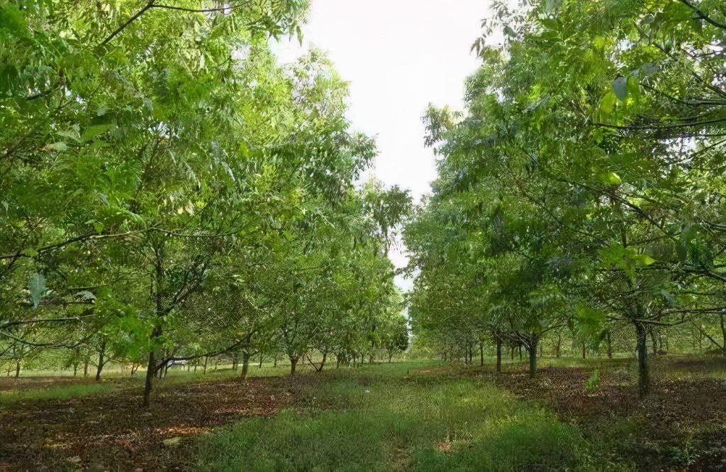 什么叫碧根果？碧根果为什么叫碧根果?