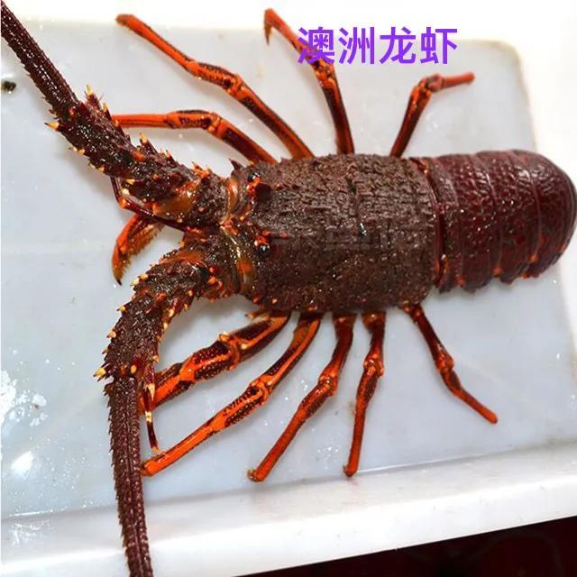 大青龙是什么龙虾？大青龙和小青龙的区别