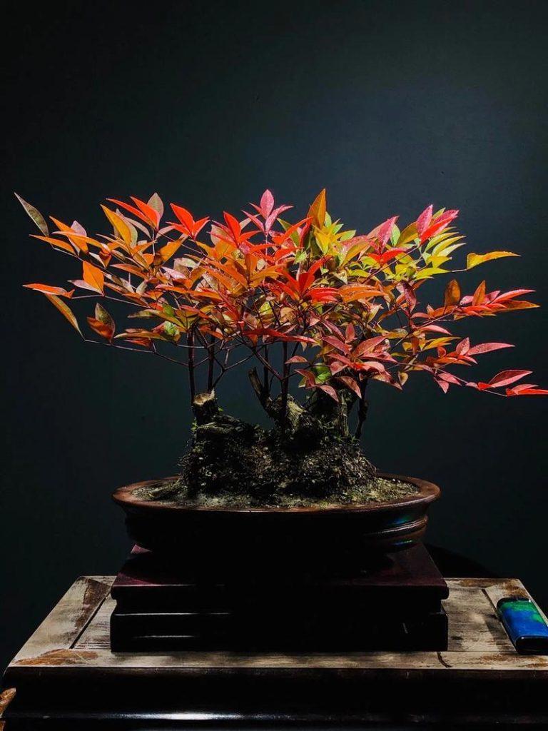 南天竹产地是哪里？南天竹一般长在哪里？