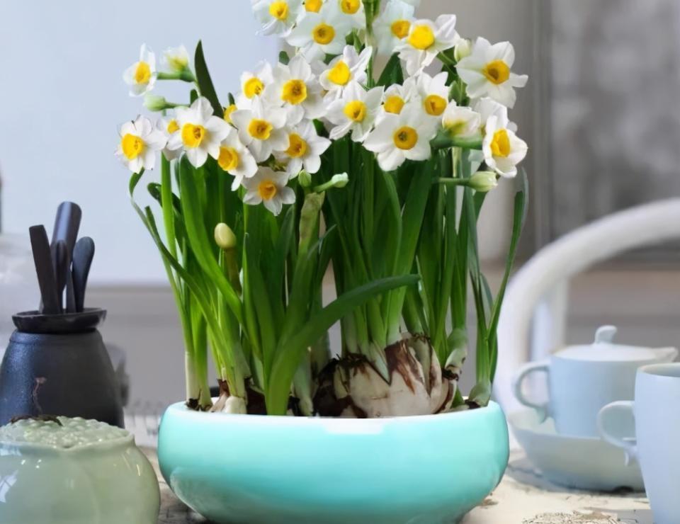 水仙花怎样种植？水仙花水养还是土养好？