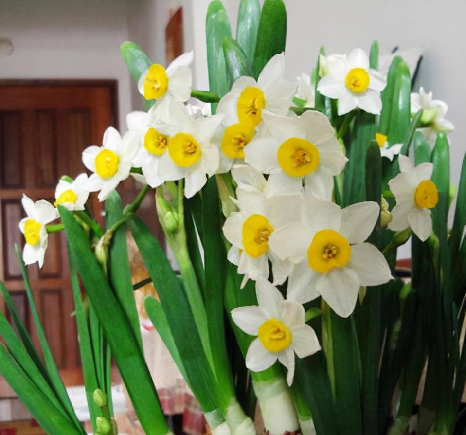 水仙花怎样种植？水仙花水养还是土养好？