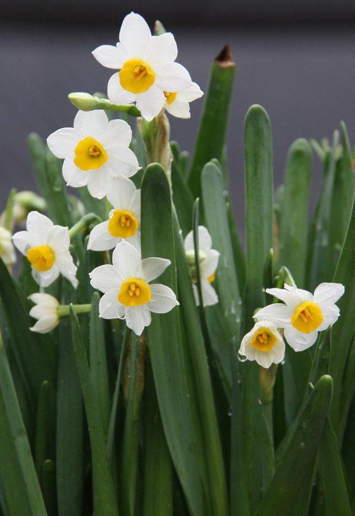 水仙花怎样种植？水仙花水养还是土养好？