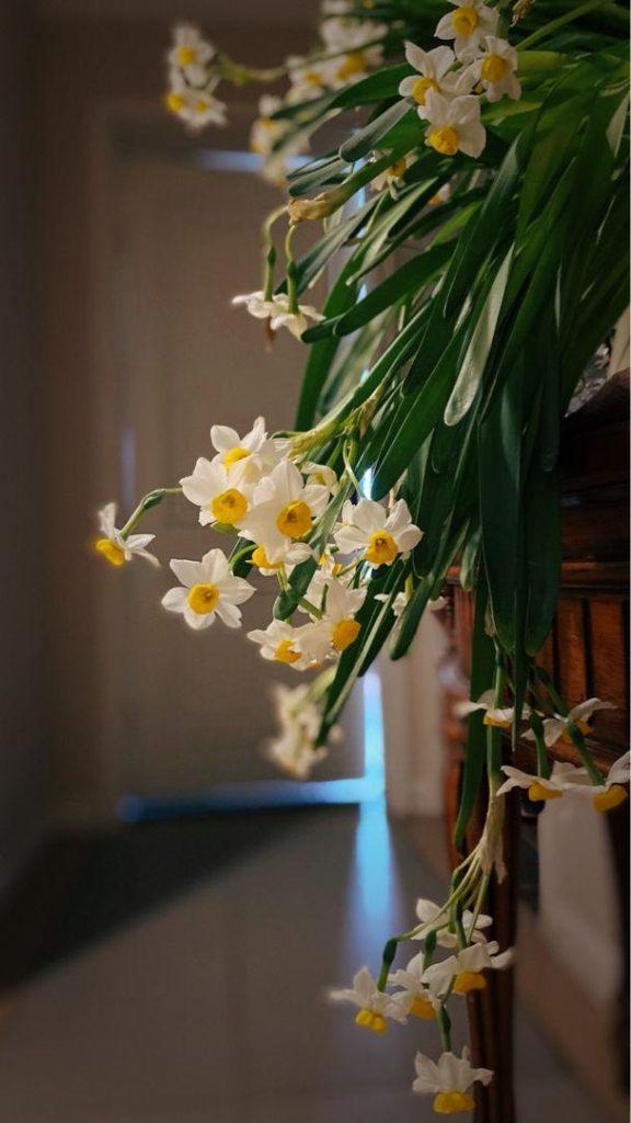 水仙花怎样种植？水仙花水养还是土养好？