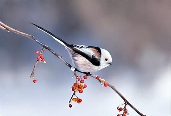 山雀是什么？山雀是麻雀吗？