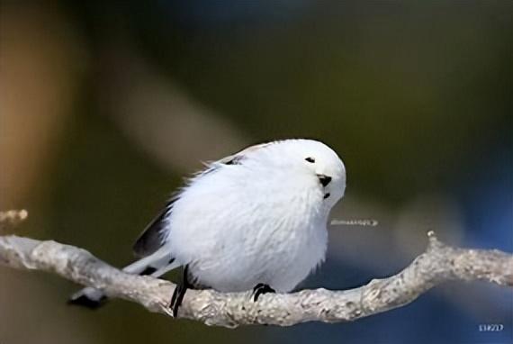 山雀是什么？山雀是麻雀吗？