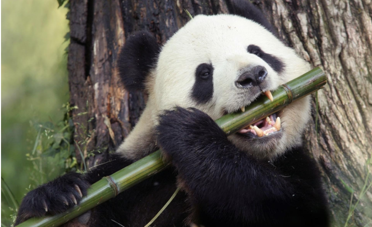 牙齿最多的动物是什么？牙齿最多的动物排名
