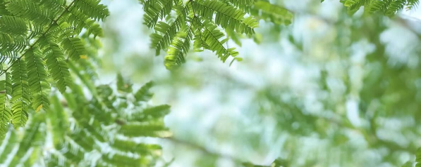 初夏是几月份？初夏,盛夏,仲夏的区别