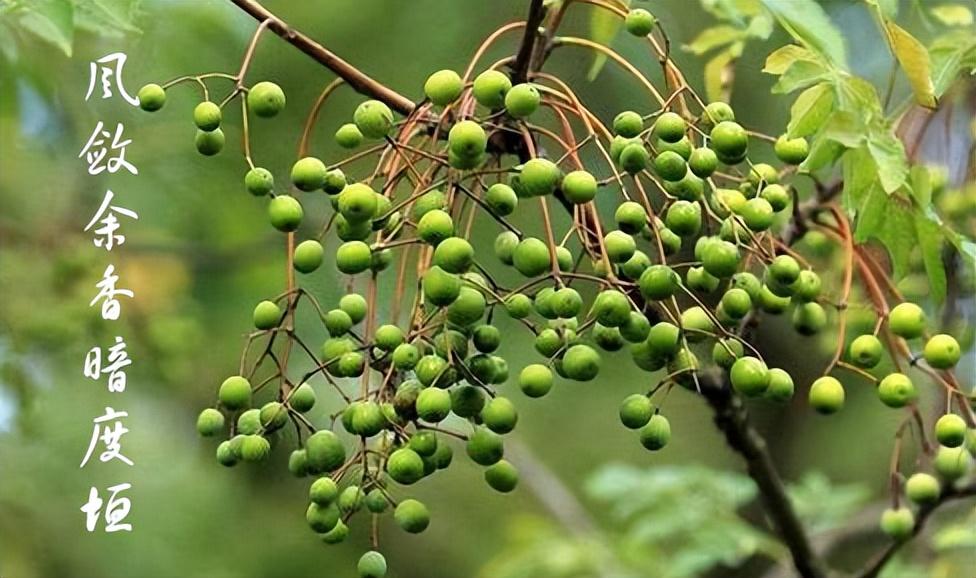 苦楝树为何叫鬼树？苦楝树是凶树还是吉树？