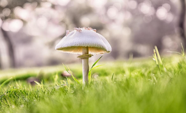 效应有哪几种？效应是什么意思？