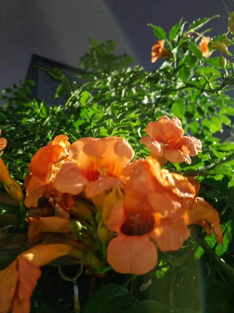 梅雨季节是什么时候？梅雨季是什么季节？