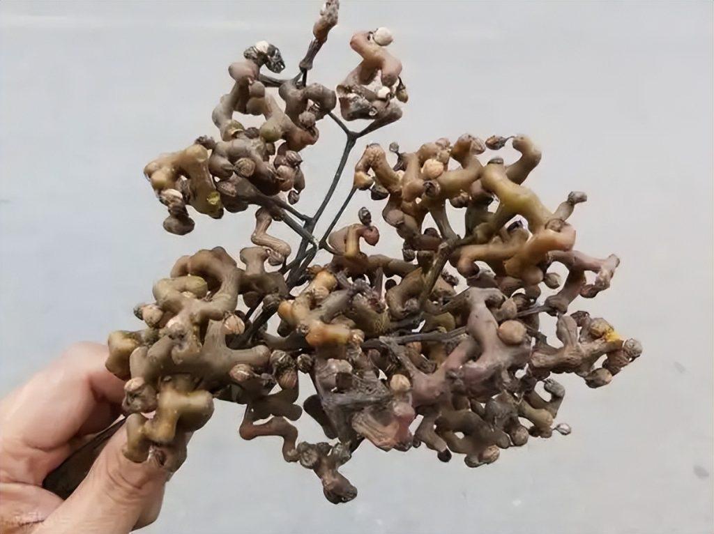 拐枣能吃吗？拐枣剥皮还是直接吃?