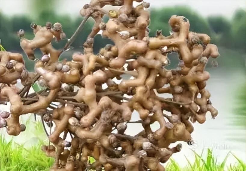拐枣能吃吗？拐枣剥皮还是直接吃?