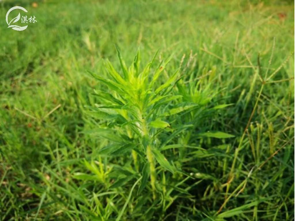 早熟禾是杂草吗？杂草的品种有哪些？