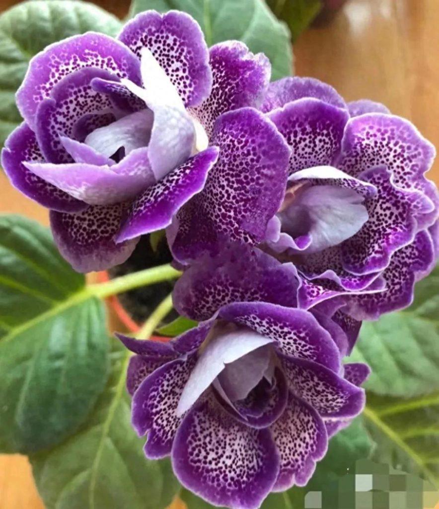 紫色的花有哪些？紫色的花有什么寓意？