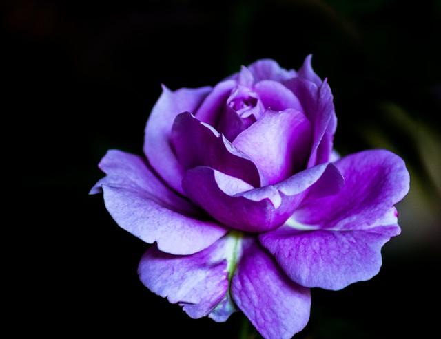 紫色的花有哪些？紫色的花有什么寓意？
