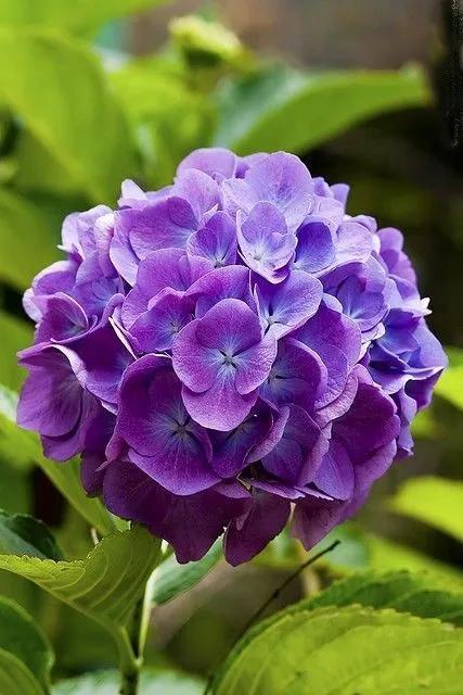 紫色的花有哪些？紫色的花有什么寓意？