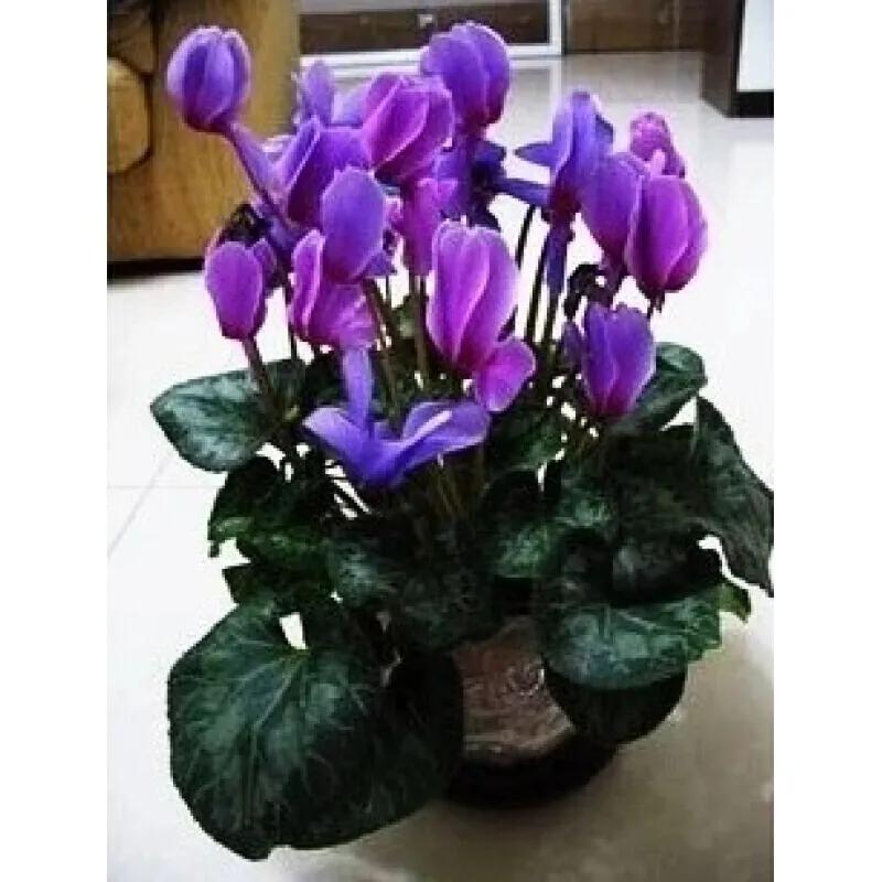 紫色的花有哪些？紫色的花有什么寓意？