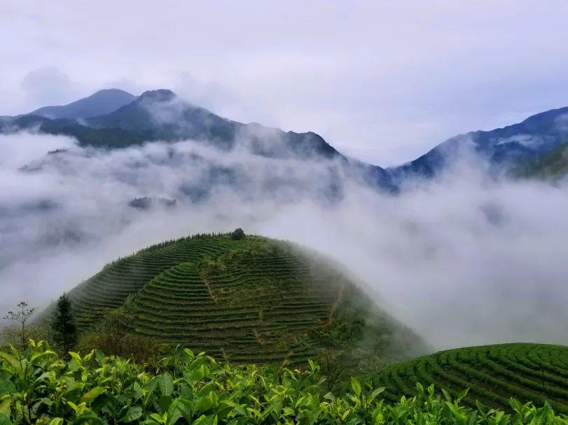云雾茶属于什么茶？云雾茶是绿茶吗？