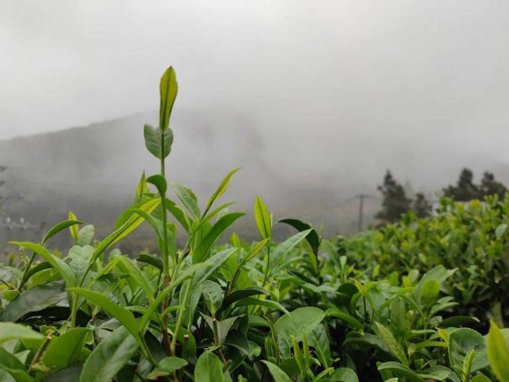 云雾茶属于什么茶？云雾茶是绿茶吗？