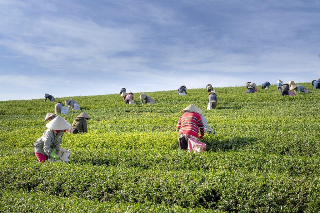 云雾茶属于什么茶？云雾茶是绿茶吗？