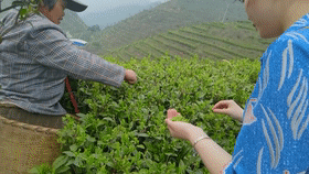 云雾茶属于什么茶？云雾茶是绿茶吗？