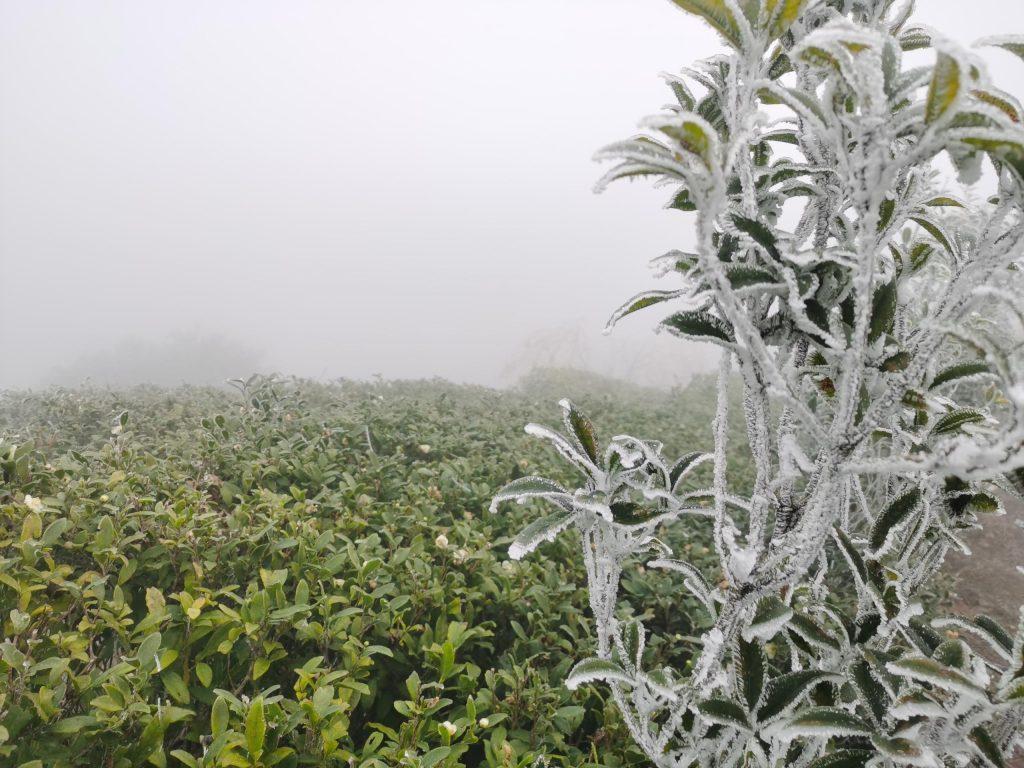云雾茶属于什么茶？云雾茶是绿茶吗？