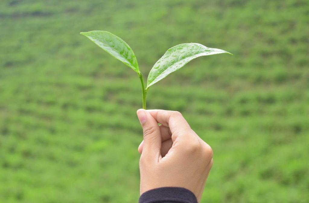 云雾茶属于什么茶？云雾茶是绿茶吗？