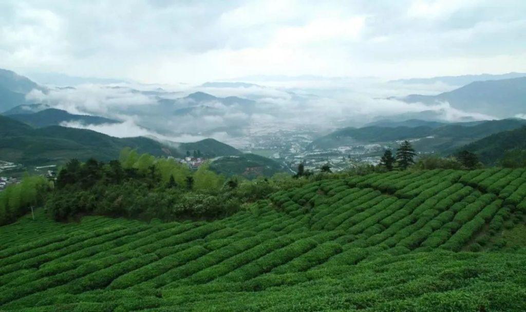 云雾茶属于什么茶？云雾茶是绿茶吗？